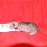 Gary Egyptian Mau, silver male #5 DOB 9-11-15