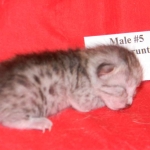 Gary Egyptian Mau, silver male #5 DOB 9-11-15