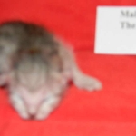 Gary Egyptian Mau, silver male #5 DOB 9-11-15