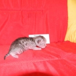 Gary Egyptian Mau, silver male #5 DOB 9-11-15