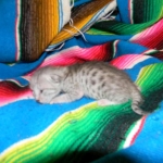 Gary Egyptian Mau, silver male #5 DOB 9-11-15