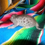 Gary Egyptian Mau, silver male #5 DOB 9-11-15