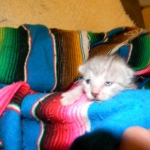 Gary Egyptian Mau, silver male #5 DOB 9-11-15