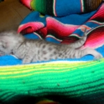 Gary Egyptian Mau, silver male #5 DOB 9-11-15