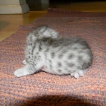 Gary Egyptian Mau, silver male #5 DOB 9-11-15
