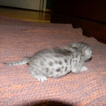 Gary Egyptian Mau, silver male #5 DOB 9-11-15