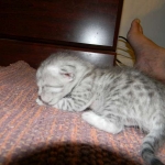 Gary Egyptian Mau, silver male #5 DOB 9-11-15