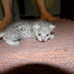 Gary Egyptian Mau, silver male #5 DOB 9-11-15