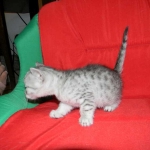 Gary Egyptian Mau, silver male #5 DOB 9-11-15