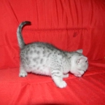 Gary Egyptian Mau, silver male #5 DOB 9-11-15