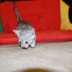 Gary Egyptian Mau, silver male #5 DOB 9-11-15