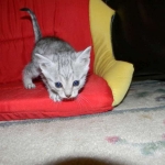 Gary Egyptian Mau, silver male #5 DOB 9-11-15