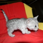 Gary Egyptian Mau, silver male #5 DOB 9-11-15