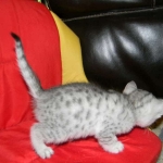 Gary Egyptian Mau, silver male #5 DOB 9-11-15