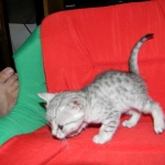 Gary Egyptian Mau, silver male #5 DOB 9-11-15