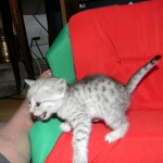 Gary Egyptian Mau, silver male #5 DOB 9-11-15