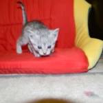 Gary Egyptian Mau, silver male #5 DOB 9-11-15