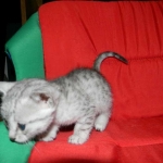 Gary Egyptian Mau, silver male #5 DOB 9-11-15