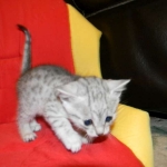 Gary Egyptian Mau, silver male #5 DOB 9-11-15