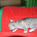 Gary Egyptian Mau, silver male #5 DOB 9-11-15