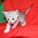Gary Egyptian Mau, silver male #5 DOB 9-11-15