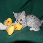 Gary Egyptian Mau, silver male #5 DOB 9-11-15