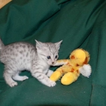 Gary Egyptian Mau, silver male #5 DOB 9-11-15