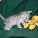 Gary Egyptian Mau, silver male #5 DOB 9-11-15