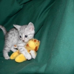 Gary Egyptian Mau, silver male #5 DOB 9-11-15