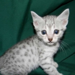 Gary Egyptian Mau, silver male #5 DOB 9-11-15