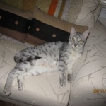 Gary Egyptian Mau, silver male #5 DOB 9-11-15