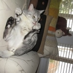 Gary Egyptian Mau, silver male #5 DOB 9-11-15