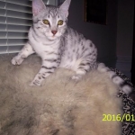 Gary Egyptian Mau, silver male #5 DOB 9-11-15