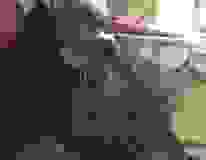 Sire Egyptian Mau Bronze Male DOB 5-7-15