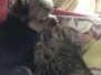 Sire Egyptian Mau Bronze Male DOB 5-7-15