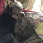 Sire Egyptian Mau, Bronze Male