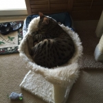 Sire Egyptian Mau, Bronze Male