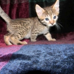 Egyptian Mau, Bronze Male