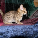Egyptian Mau, Bronze Male