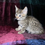 Egyptian Mau, Bronze Male