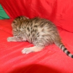 Egyptian Mau, Bronze Male