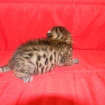Egyptian Mau, Bronze Male