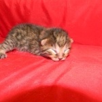 Egyptian Mau, Bronze Male