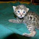 Egyptian Mau, Bronze Male