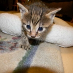 Egyptian Mau, Bronze Male