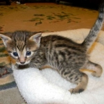 Egyptian Mau, Bronze Male