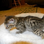 Sire Egyptian Mau, Bronze Male