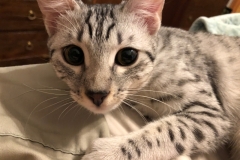 Snow Leopard egyptian Mau silver female DOB 9-26-18