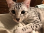 Snow Leopard egyptian Mau silver female DOB 9-26-18