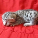 Snowy, Mau, silver, female, DOB 9-26-18